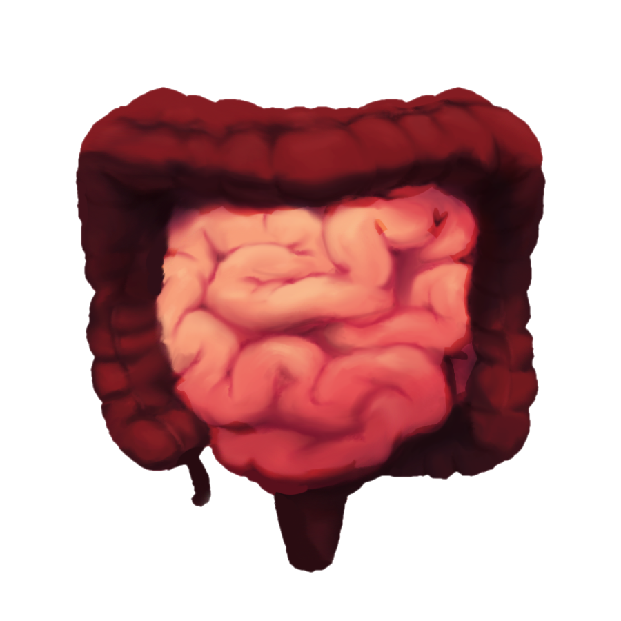 Proposed intestine emoji: An anterior view of the human small intestine, colon, and rectum, colored pink and dark brown.