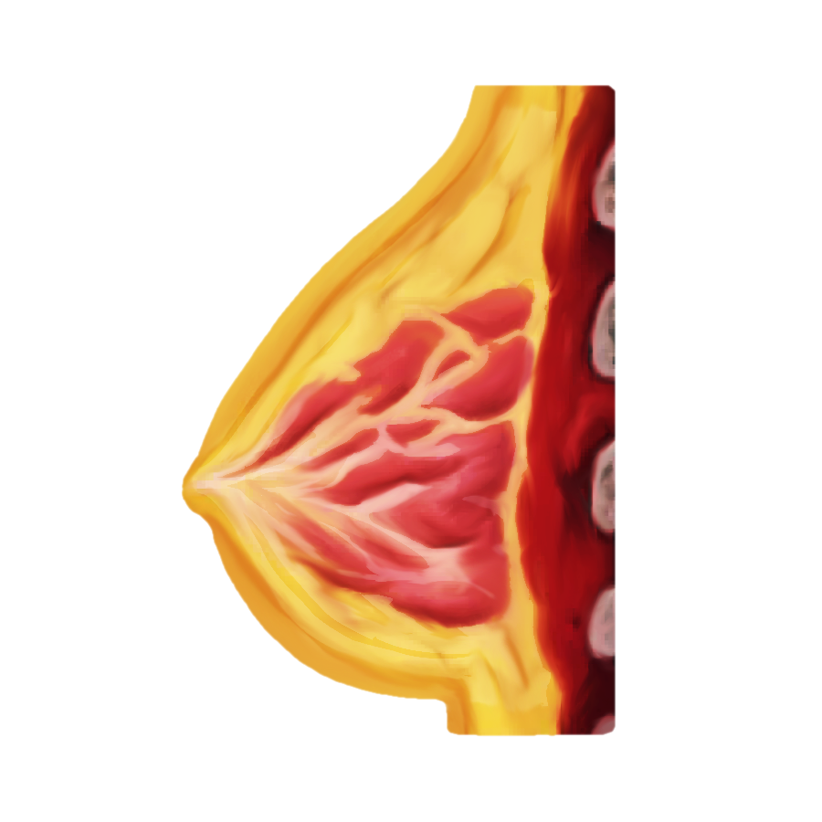 Proposed breast emoji: A lateral cross-sectional view of the human breast and mammary glands, facing left, colored yellow and red.