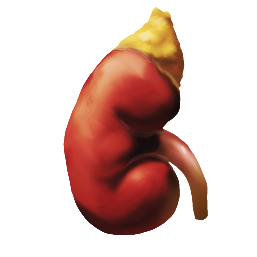 Proposed kidney emoji: An anterior view of the left human kidney, proximal ureter, and adrenal gland, colored dark red, pale red, and yellow.