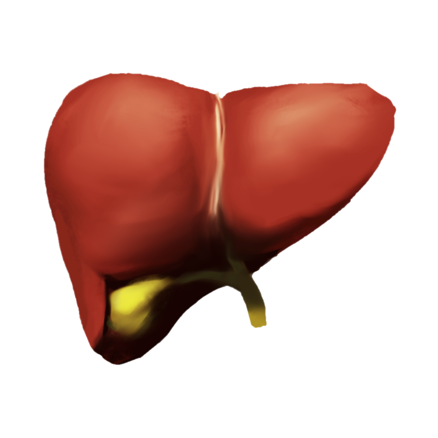 Proposed liver emoji: An anterior view of the human liver, gallbladder, and biliary ducts, colored dark brown and green.