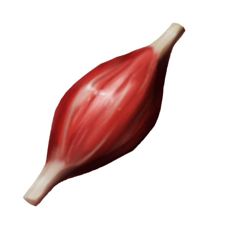 Proposed muscle emoji: An idealized linear, one-headed skeletal muscle, with two tendons extending from its two ends, bulging at its longitudinal center, colored deep red and white.