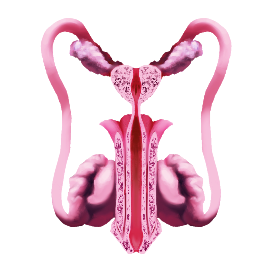 Proposed prostate emoji: An anterior view of the human prostate gland, with two human testes, two epididymes, two vasa deferentia, two seminal vesicles, and cross-section of penis, colored white, red, and purple.