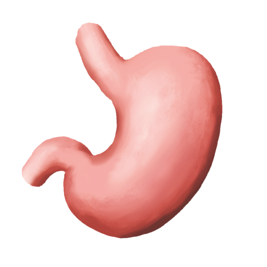 Proposed stomach emoji: An anterior view of the human stomach, distal esophagus, and proximal duodenum, colored pink.