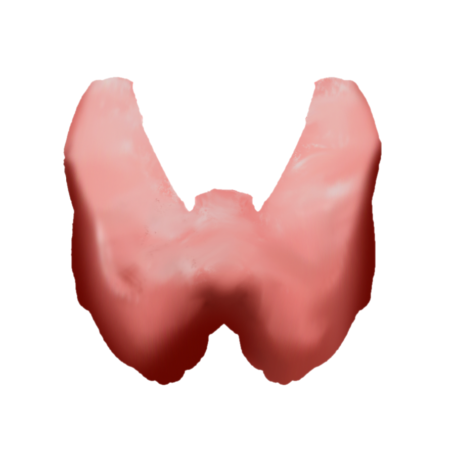 Proposed thyroid emoji: An anterior view of the human thyroid gland’s two lobes and isthmus, colored pink.