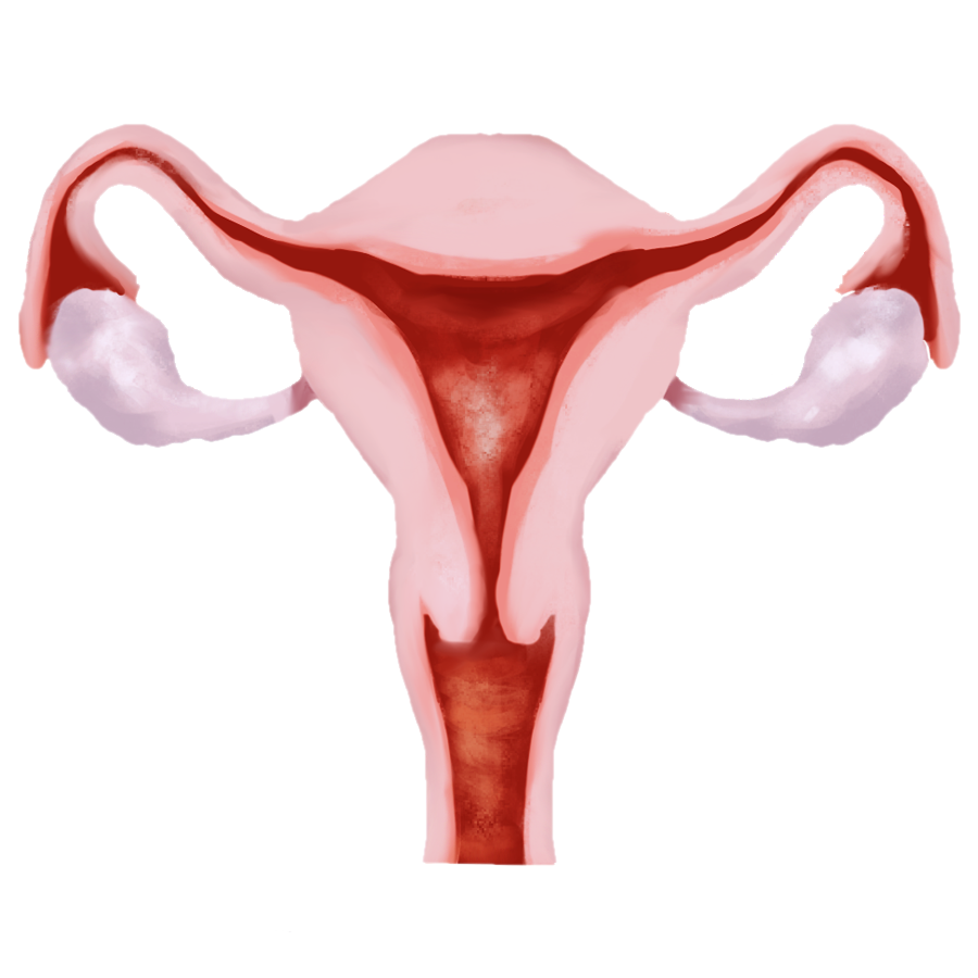 Proposed uterus emoji: An anterior cross-sectional view of the human uterus, Fallopian tubes, vagina, and ovaries, colored pale red and white.